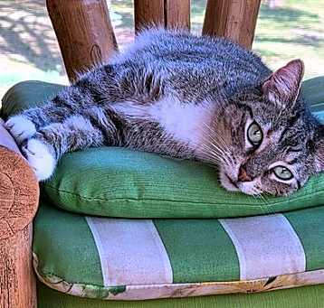 Photo of Tigger
