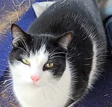 Photo of Moo VI