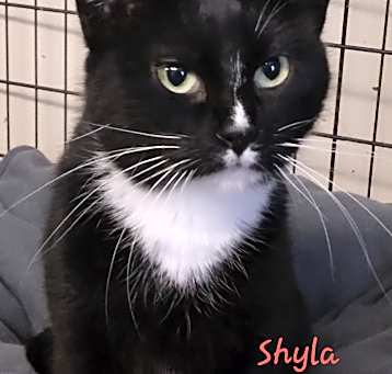 Photo of Shyla