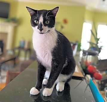 Photo of GENERAL MEOW
