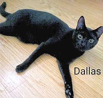 Photo of Dallas