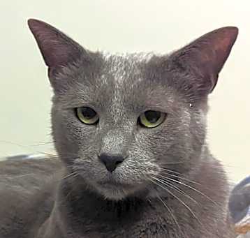 Photo of Bing