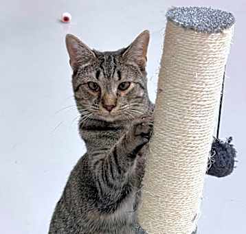 Photo of Caspian