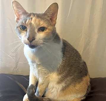 Photo of zz 'Kezia' courtesy listing