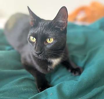 Photo of Figgy