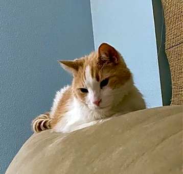 Photo of Saffron