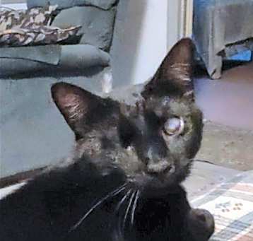 Photo of Josie Cat: Not at the Shelter: Sponsored