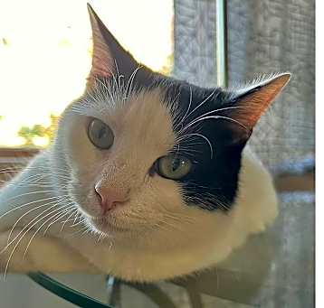 Photo of Stella