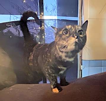 Photo of SCARLET