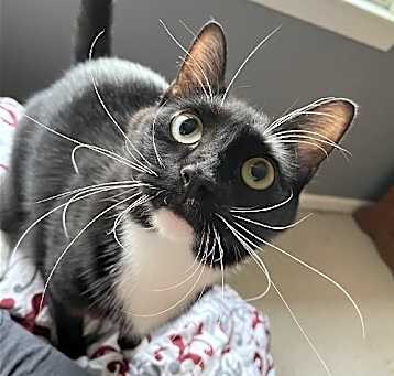 Photo of Tipper