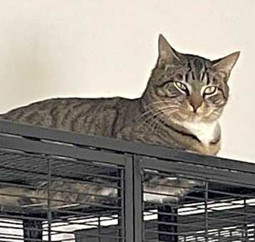 Photo of Pellegrino