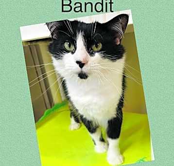 Photo of Bandit