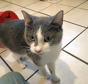 Photo of Loki