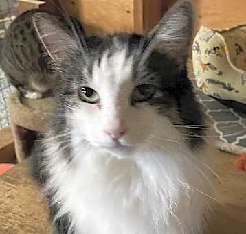 Photo of Apollo