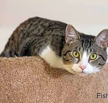 Photo of Fisher