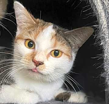 Photo of Alice