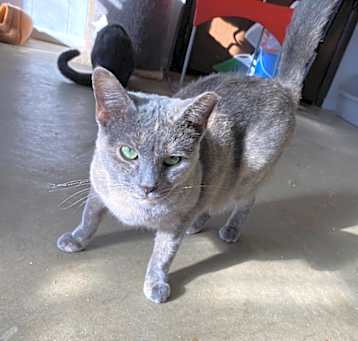 Photo of Opal