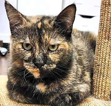 Photo of Sweetie