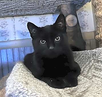 Photo of Dante