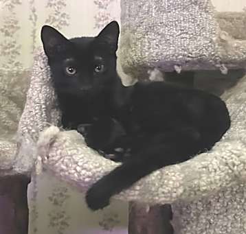 Photo of Desi