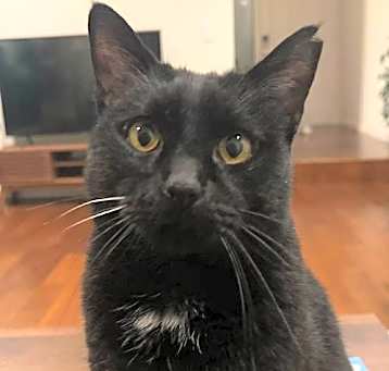 Photo of bj ( bagheera)