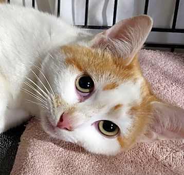 Photo of Toby