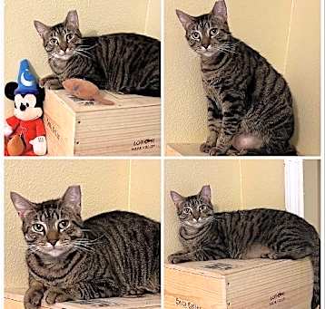 Photo of Peanut
