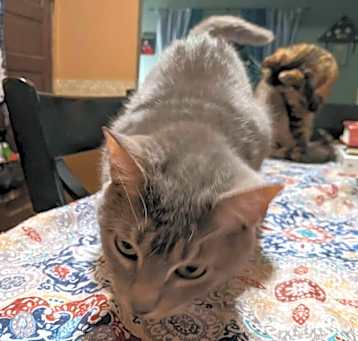 Photo of Mittens