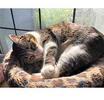 Photo of Mattie - Courtesy Post