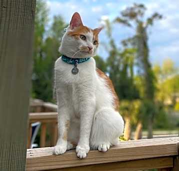 Photo of Milo