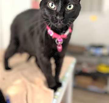 Photo of Dahlia