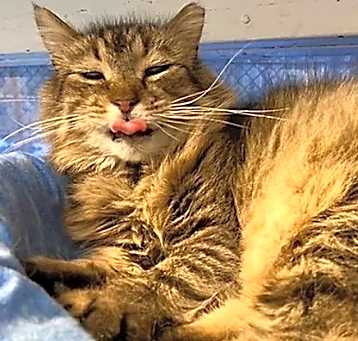 Photo of Sylvester