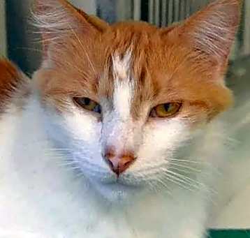 Photo of Rufus