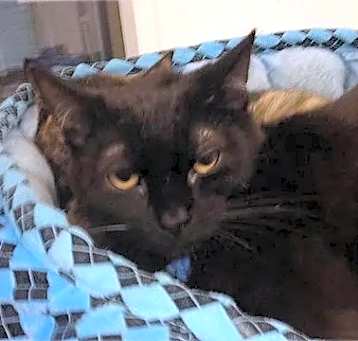 Photo of Mischa
