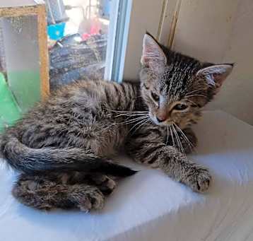 Photo of Kitten2 - RICHMOND, IN