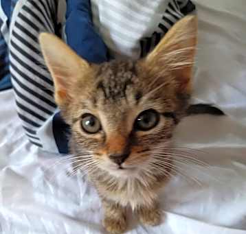 Photo of Kitten 1 - RICHMOND, IN