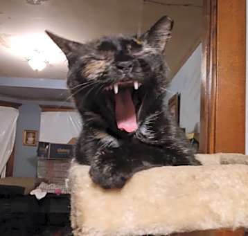 Photo of Cleopatra - RICHMOND, IN