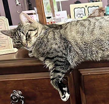 Photo of Dinky 😺