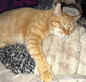 Photo of Simba 🥰
