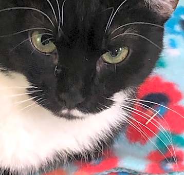 Photo of OREO