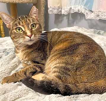 Photo of Arwen INDOOR ONLY