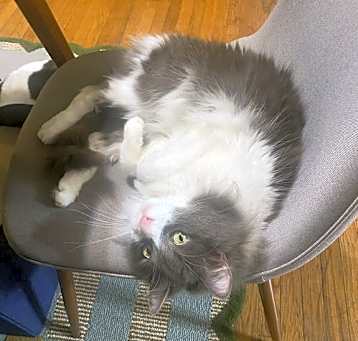 Photo of Darcy