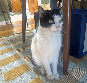 Photo of Tin Tin aka Mr. White