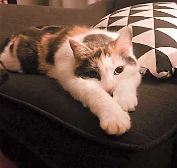 Photo of Charlotte