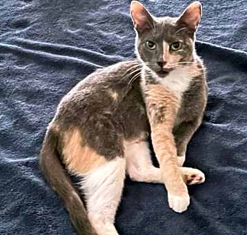 Photo of Tulip