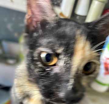 Photo of Shadow