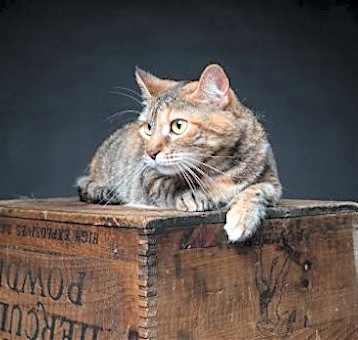 Photo of Cleo