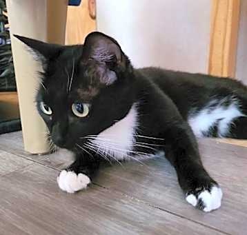 Photo of Trinket