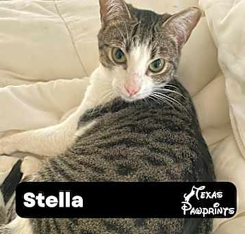 Photo of Stella