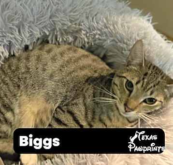 Photo of Biggs